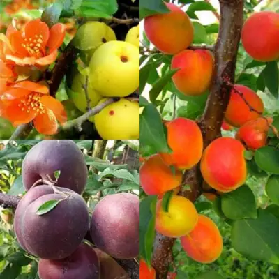 Комплект САД ДЛЯ ГУРМАНА в Осиповичах