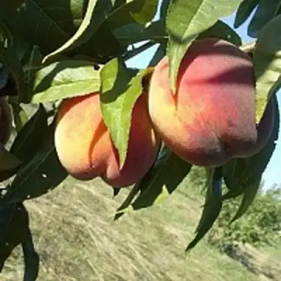 Персик СОФГАФЕН в Осиповичах