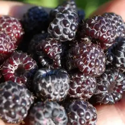 Малина БРИСТОЛЬ в Осиповичах