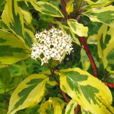 Дерен ШПЕТА белый в Осиповичах