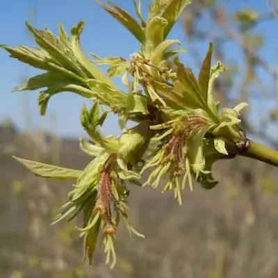 Клен ясенелистный в Осиповичах