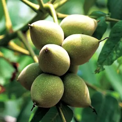 Орех МАНЬЧЖУРСКИЙ в Осиповичах