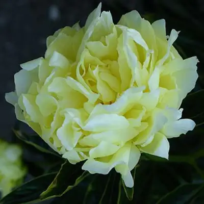 Пион ЗОЛОТАЯ КОЛЕСНИЦА травянистый в Осиповичах