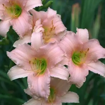 Лилейник ЛАКШЕРИ ЛЕЙС гибридный в Осиповичах