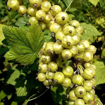 Смородина зеленоплодная СНЕЖНАЯ КОРОЛЕВА в Осиповичах