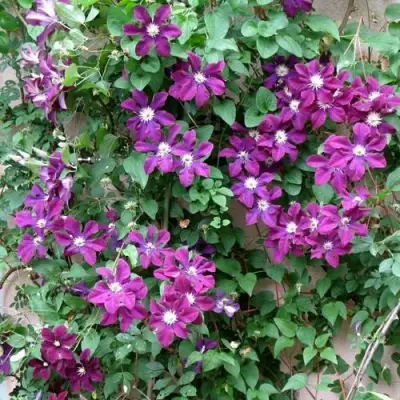 Клематис ГЕРОИ ВАРШАВЫ в Осиповичах