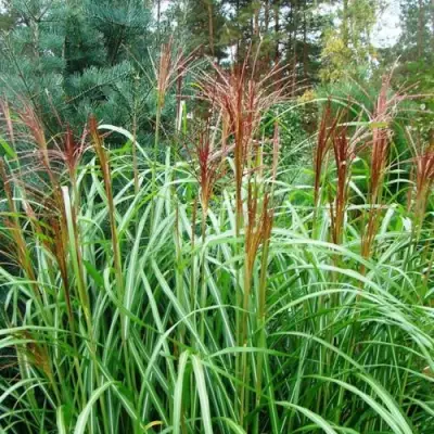 Мискантус МАЛЕПАРТУС китайский  в Осиповичах