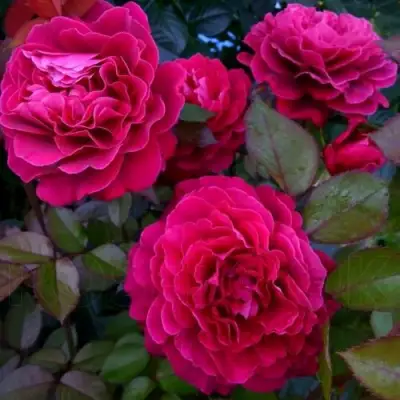 Роза БЕЛЬВЬЮ чайно-гибридная в Осиповичах