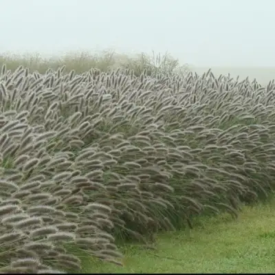 Пеннисетум ЛЕДИ Ю в Осиповичах