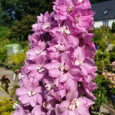 Дельфиниум АСТОЛАТ тихоокеанский в Осиповичах