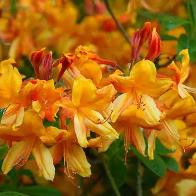 Азалия ОРАНЖ ХИТ листопадная в Осиповичах