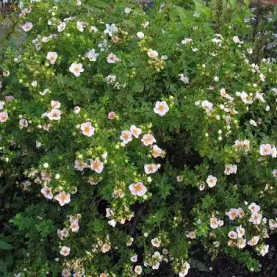 Лапчатка ПИНК КВИН кустарниковая в Осиповичах