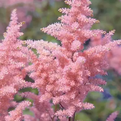 Астильба ГЛИТТЕР ЭНД ГЛАМУР китайская в Осиповичах