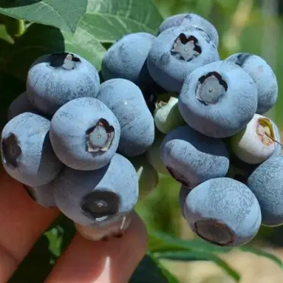 Голубика НЕЛЬСОН в Осиповичах