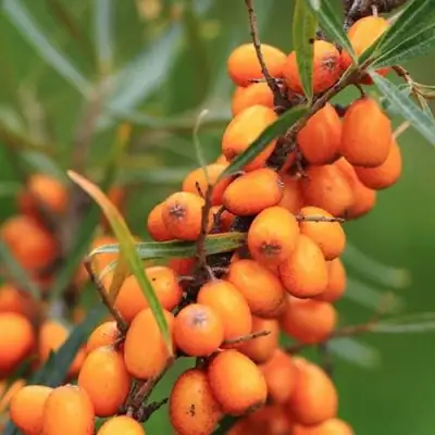 Облепиха АЛТАЙСКАЯ в Осиповичах