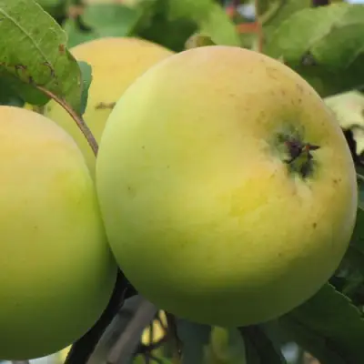 Яблоня РОССИЯНКА в Осиповичах