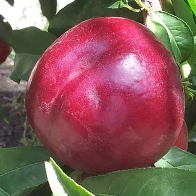 Нектарин ЭКСТРИМ БЬЮТИ в Осиповичах