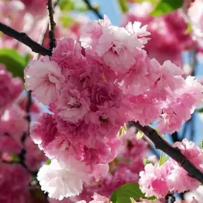Сакура ПИНК ПЕРФЕКШН в Осиповичах