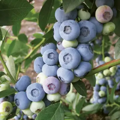 Голубика ЛИБЕРТИ в Осиповичах