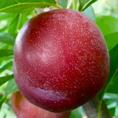 Слива БЕРБАНК ГИГАНТ в Осиповичах