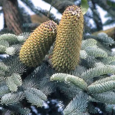 Пихта благородная в Осиповичах