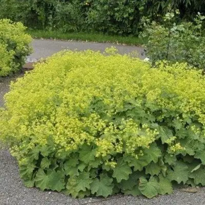 Манжетка ТРИЛЛЕР мягкая в Осиповичах