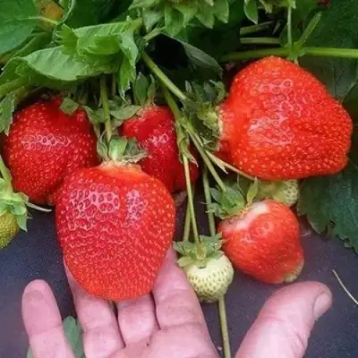 Клубника АЗИЯ в Осиповичах