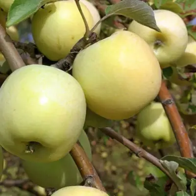 Яблоня АНТОНОВКА ОБЫКНОВЕННАЯ в Осиповичах