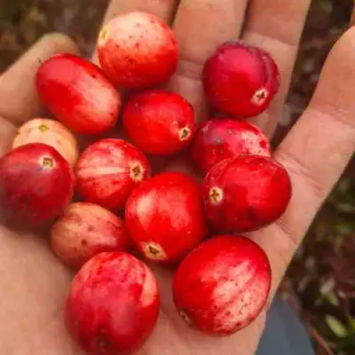 Клюква СТАНКОВИЧ в Осиповичах