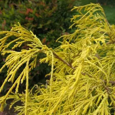 Кипарисовик ВАВЕЛ горохоплодный в Осиповичах