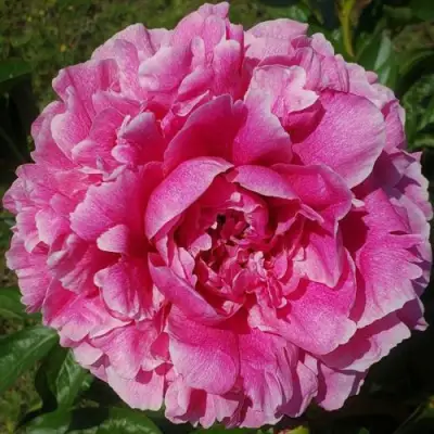 Пион ЗЕ ФОН травянистый в Осиповичах