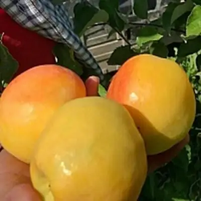 Яблоня АНТОНОВКА ЗОЛОТАЯ в Осиповичах