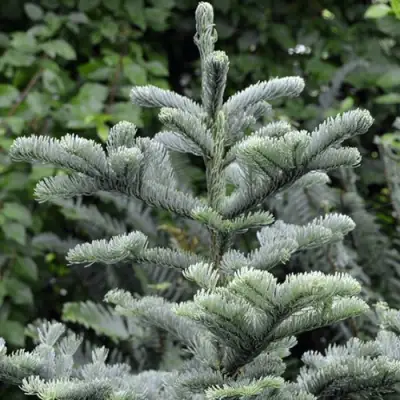 Пихта благородная в Осиповичах