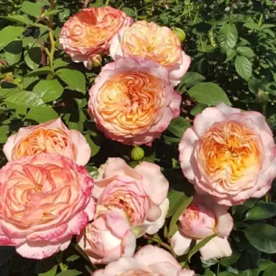 Роза СУРИР ДЕ ХАВР чайно-гибридная в Осиповичах