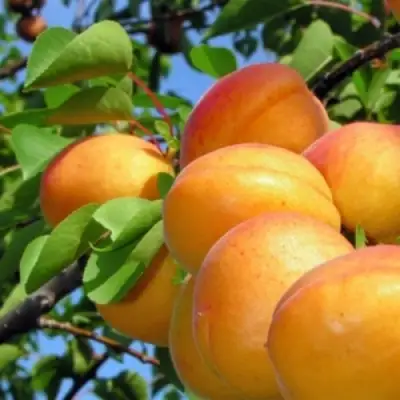 Абрикос ЭДЕЛЬВЕЙС в Осиповичах