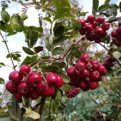 Рябина ГРАНАТНАЯ сладкоплодная в Осиповичах