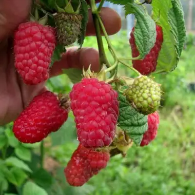 Малина ЛЯЧКА (ЛАШКА, ЛЯШКА) в Осиповичах