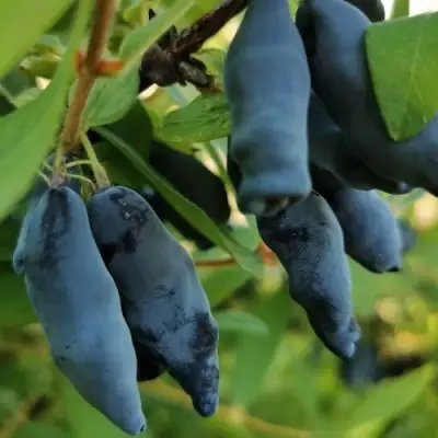Жимолость съедобная СИЛЬГИНКА в Осиповичах