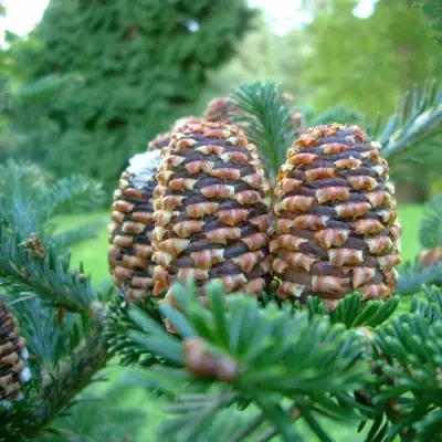 Пихта ФРАЗЕРА в Осиповичах