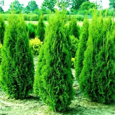 Туя ВИДМАНТ западная в Осиповичах