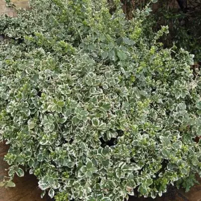 Бересклет ЭМЕРАЛЬД ГАИТИ форчуна  в Осиповичах