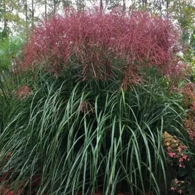 Мискантус МАЛЕПАРТУС китайский  в Осиповичах