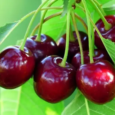 Вишня ВЯНОК в Осиповичах