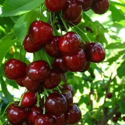 Вишня ВОСТОРГ колонновидная в Осиповичах