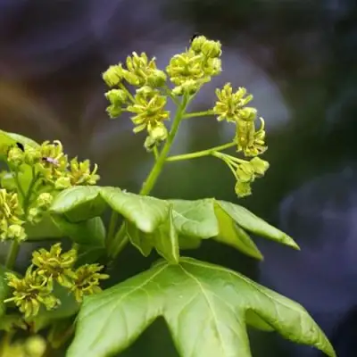 Клен полевой в Осиповичах