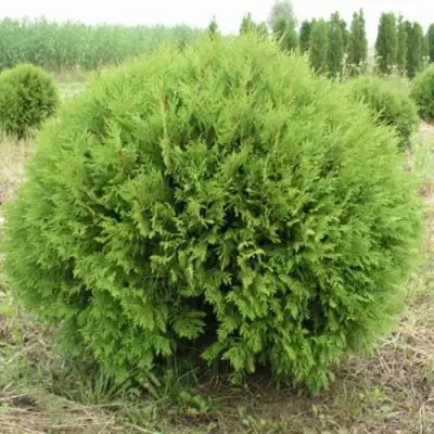 Туя ГЛОБОЗА западная в Осиповичах