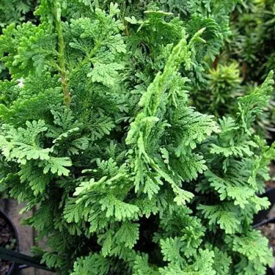 Туя ЗМАТЛИК западная в Осиповичах