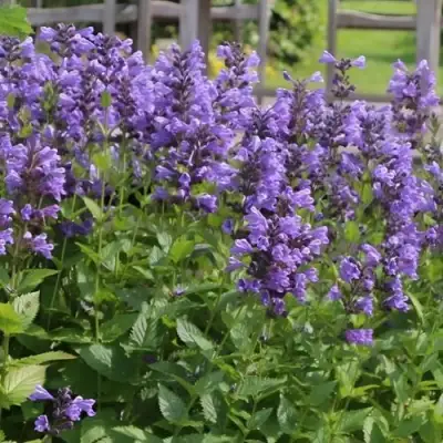 Котовник БЛЮ ДРИМС полусидячий в Осиповичах