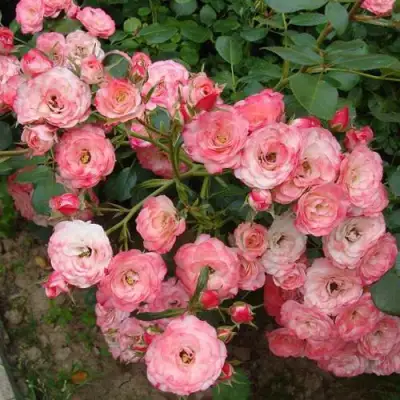 Роза ПАТ ДЕ ВЕЛЮР шраб в Осиповичах