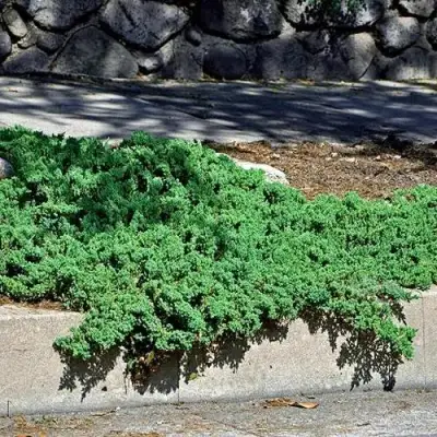 Можжевельник НАНА лежачий в Осиповичах